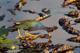 Attēlu rezultāti vaicājumam “Gruiformes”
