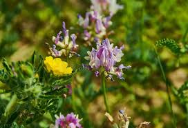 Attēlu rezultāti vaicājumam “Astragalus arenarius leaf”