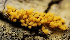 Attēlu rezultāti vaicājumam “Arcyria stipata spores”