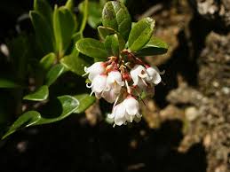 Attēlu rezultāti vaicājumam “Vaccinium vitis-idaea flower”