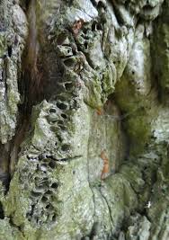 Attēlu rezultāti vaicājumam “Andricus quercuscorticis”