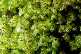 Attēlu rezultāti vaicājumam “Scapania nemorea”