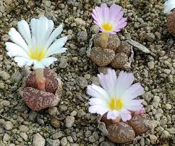 Attēlu rezultāti vaicājumam “Dichodontium pellucidum sporophyte”