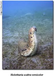 Image result for Cucumaria frondosa