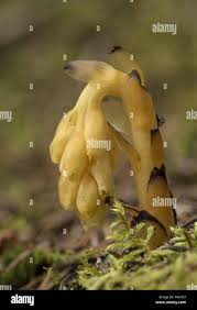 Attēlu rezultāti vaicājumam “Monotropa hypopitys”