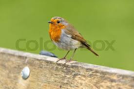 Attēlu rezultāti vaicājumam “Erithacus rubecula eggs”