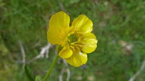 Attēlu rezultāti vaicājumam “Ranunculus auricomus”