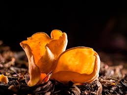 Attēlu rezultāti vaicājumam “Otidea leporina”