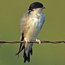 Attēlu rezultāti vaicājumam “Delichon urbicum”