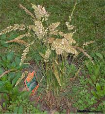 Attēlu rezultāti vaicājumam “Koeleria glauca flower”