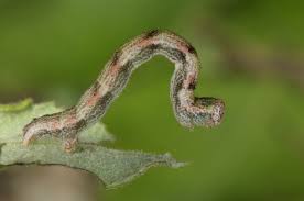 Attēlu rezultāti vaicājumam “Cyclophora pendularia”