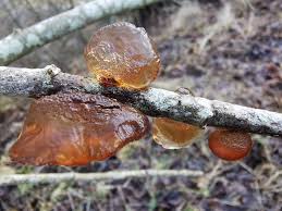 Attēlu rezultāti vaicājumam “Exidia recisa”