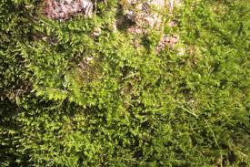 Attēlu rezultāti vaicājumam “Pseudoleskeella nervosa”