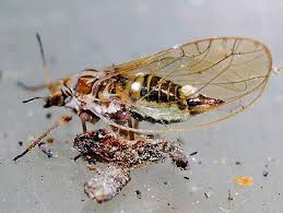 Attēlu rezultāti vaicājumam “Trioza dispar”