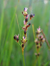 Attēlu rezultāti vaicājumam “Juncus gerardii leaf”