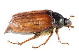 Attēlu rezultāti vaicājumam “Melolontha melolontha”