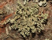 Attēlu rezultāti vaicājumam “Ramalina pollinaria”