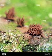 Attēlu rezultāti vaicājumam “Stemonitis fusca spores”