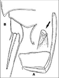 Attēlu rezultāti vaicājumam “Ligidium hypnorum”