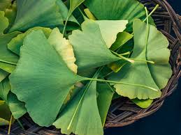 Attēlu rezultāti vaicājumam “Ginkgo biloba leaf”