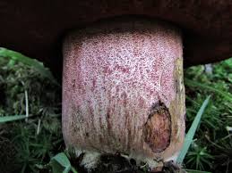 Attēlu rezultāti vaicājumam “Scardia boletella exuvia”