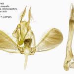 Attēlu rezultāti vaicājumam “Ypsolopha sequella”