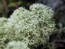 Attēlu rezultāti vaicājumam “Cladonia stellaris”