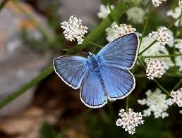 Attēlu rezultāti vaicājumam “Agrodiaetus amandus”