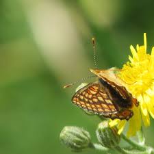 Attēlu rezultāti vaicājumam “Euphydrias aurinia underside”