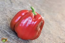Afbeeldingsresultaat voor giant 3 sweet pepper