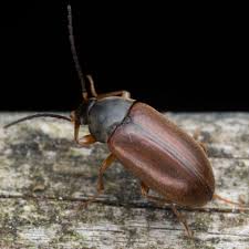 Attēlu rezultāti vaicājumam “Isomira murina”