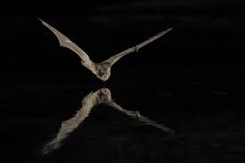 Attēlu rezultāti vaicājumam “Nyctalus leisleri”