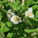 Attēlu rezultāti vaicājumam “Isopyrum thalictroides”