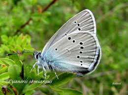 Attēlu rezultāti vaicājumam “Cyaniris semiargus”