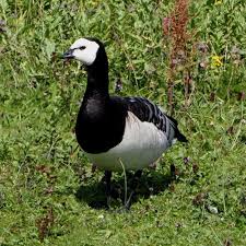 Attēlu rezultāti vaicājumam “Branta leucopsis”