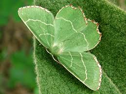 Attēlu rezultāti vaicājumam “Thalera fimbrialis”