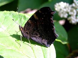 Attēlu rezultāti vaicājumam “Inachis io underside”