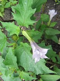 Attēlu rezultāti vaicājumam “Datura stramonium fruit”