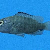 Image result for Lutjanus novemfasciatus