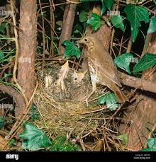 Attēlu rezultāti vaicājumam “Turdus philomelos nest”