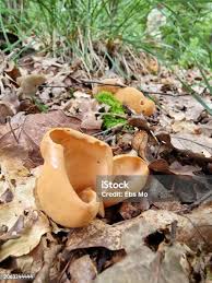 Attēlu rezultāti vaicājumam “Otidea leporina”