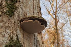 Attēlu rezultāti vaicājumam “Phellinus igniarius”