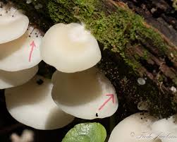 Attēlu rezultāti vaicājumam “Cribraria sp.”