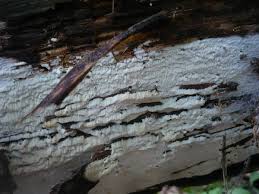 Attēlu rezultāti vaicājumam “Sidera lenis”