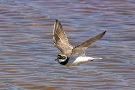 Attēlu rezultāti vaicājumam “Charadrius dubius”