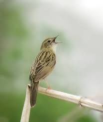 Image result for Locustella naevia