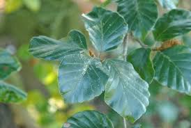 Attēlu rezultāti vaicājumam “Fagus sylvatica leaf”