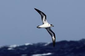 Image result for Pterodroma hasitata