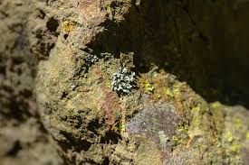 Attēlu rezultāti vaicājumam “Physcia tenella”