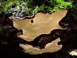 Attēlu rezultāti vaicājumam “Heterobasidion parviporum”